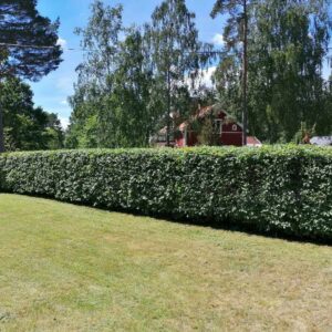 hedge 1