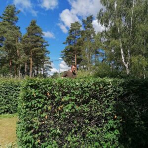 hedge 2